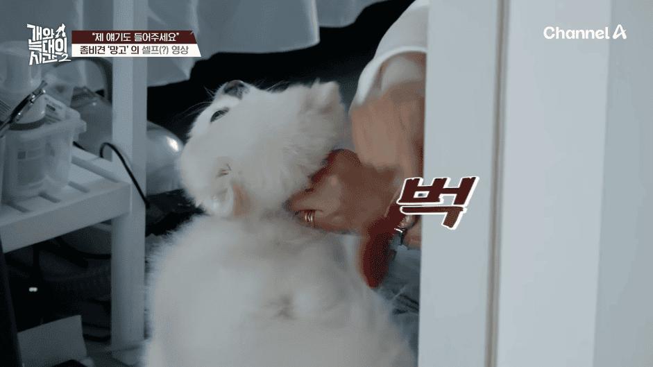 [#개와늑대의시간2] _저 같아도 물 것 같._ 하루에 개를 462번 부르는 보호자!_😨🚨 (귀에 딱지 앉을 듯.)🤕🐕 _ 개와 늑대의 시간2 17회 2-22 screenshot.png