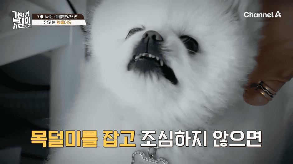 [#개와늑대의시간2] _저 같아도 물 것 같._ 하루에 개를 462번 부르는 보호자!_😨🚨 (귀에 딱지 앉을 듯.)🤕🐕 _ 개와 늑대의 시간2 17회 4-49 screenshot.png
