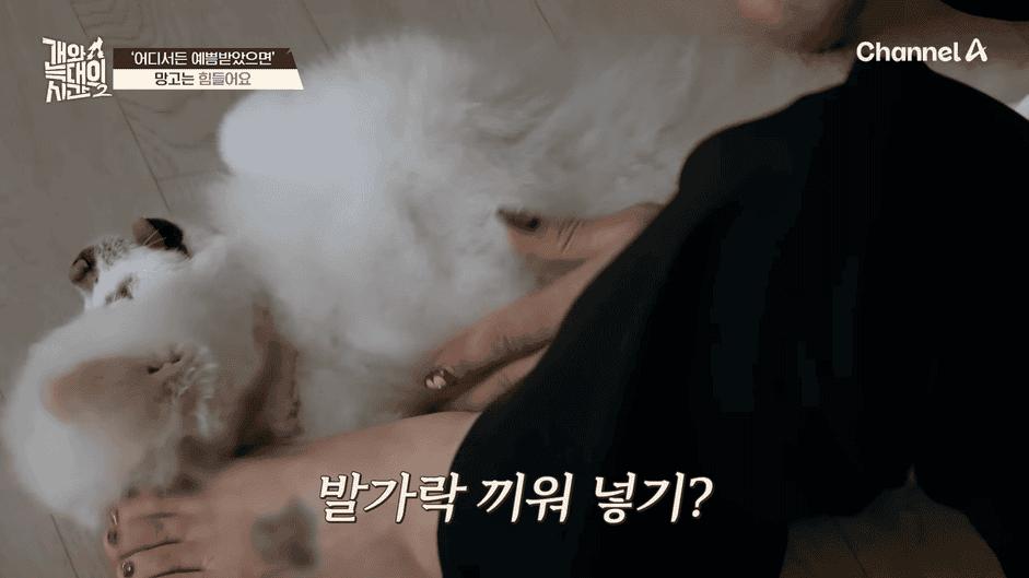 [#개와늑대의시간2] _저 같아도 물 것 같._ 하루에 개를 462번 부르는 보호자!_😨🚨 (귀에 딱지 앉을 듯.)🤕🐕 _ 개와 늑대의 시간2 17회 7-29 screenshot.png