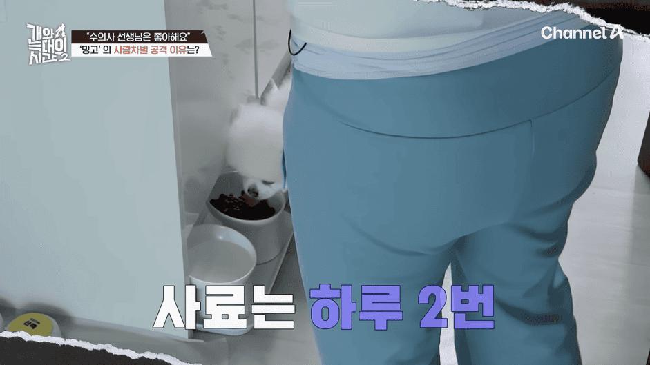 [#개와늑대의시간2] _저 같아도 물 것 같._ 하루에 개를 462번 부르는 보호자!_😨🚨 (귀에 딱지 앉을 듯.)🤕🐕 _ 개와 늑대의 시간2 17회 13-53 screenshot.png
