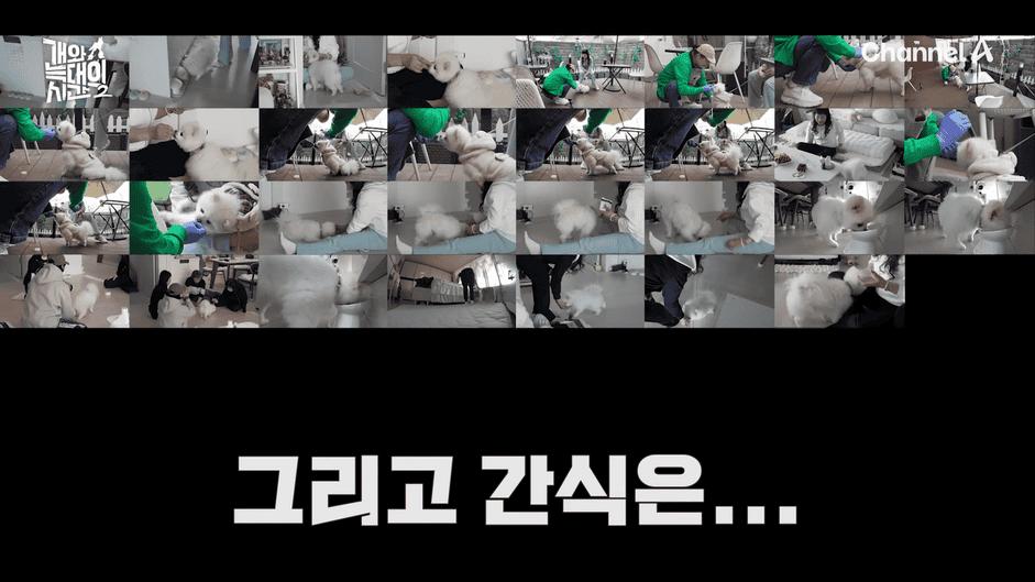 [#개와늑대의시간2] _저 같아도 물 것 같._ 하루에 개를 462번 부르는 보호자!_😨🚨 (귀에 딱지 앉을 듯.)🤕🐕 _ 개와 늑대의 시간2 17회 14-3 screenshot.png
