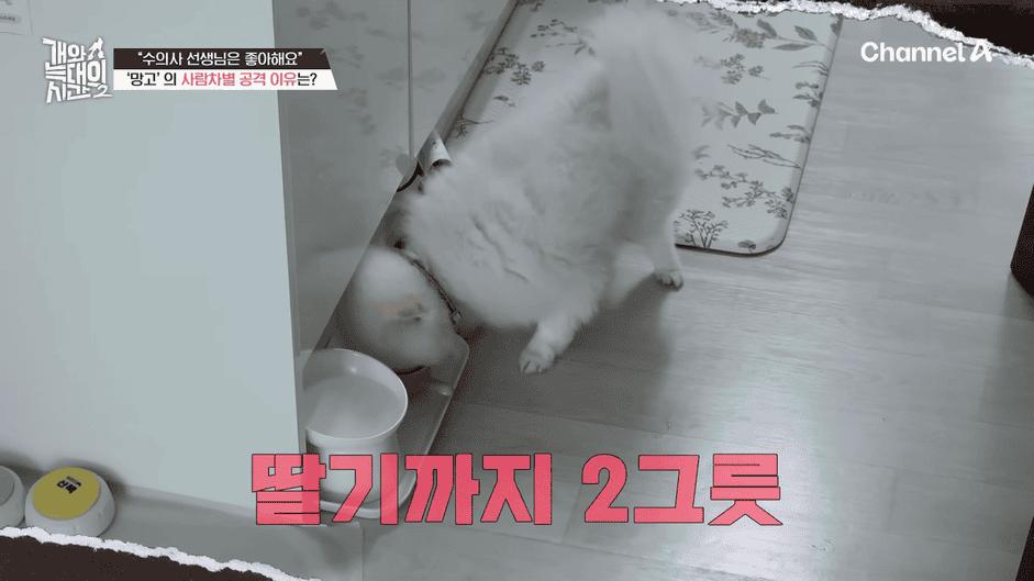 [#개와늑대의시간2] _저 같아도 물 것 같._ 하루에 개를 462번 부르는 보호자!_😨🚨 (귀에 딱지 앉을 듯.)🤕🐕 _ 개와 늑대의 시간2 17회 13-59 screenshot.png