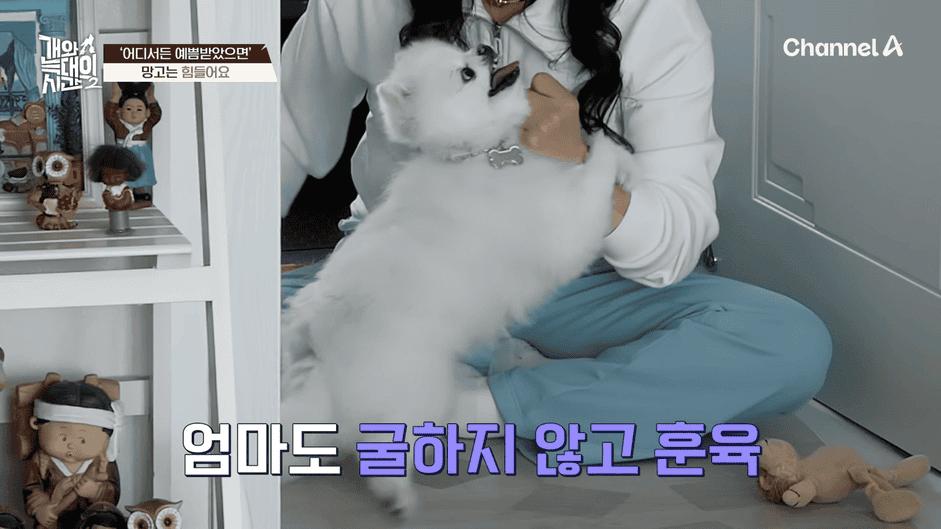 [#개와늑대의시간2] _저 같아도 물 것 같._ 하루에 개를 462번 부르는 보호자!_😨🚨 (귀에 딱지 앉을 듯.)🤕🐕 _ 개와 늑대의 시간2 17회 2-59 screenshot.png