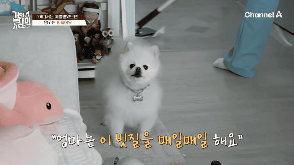 [#개와늑대의시간2] _저 같아도 물 것 같._ 하루에 개를 462번 부르는 보호자!_😨🚨 (귀에 딱지 앉을 듯.)🤕🐕 _ 개와 늑대의 시간2 17회 5-5 screenshot.png