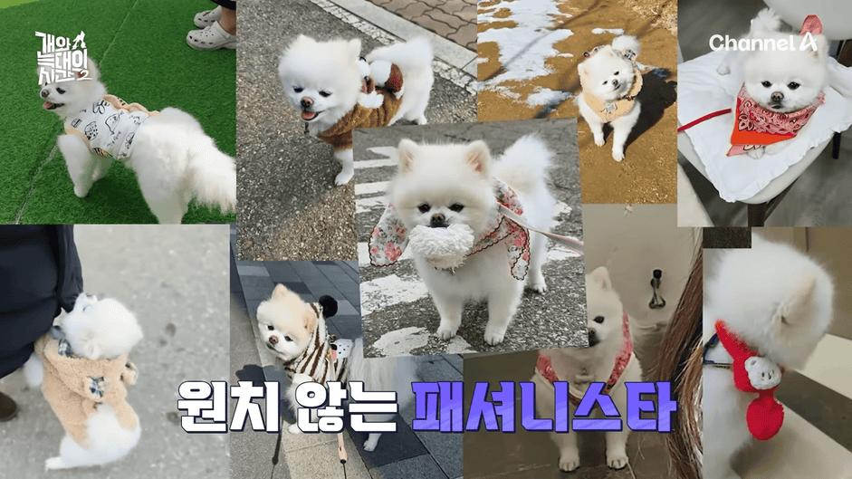[#개와늑대의시간2] _저 같아도 물 것 같._ 하루에 개를 462번 부르는 보호자!_😨🚨 (귀에 딱지 앉을 듯.)🤕🐕 _ 개와 늑대의 시간2 17회 10-15 screenshot.png