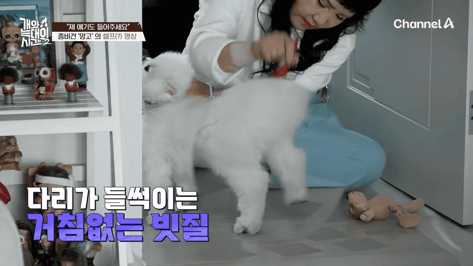 [#개와늑대의시간2] _저 같아도 물 것 같._ 하루에 개를 462번 부르는 보호자!_😨🚨 (귀에 딱지 앉을 듯.)🤕🐕 _ 개와 늑대의 시간2 17회 2-28 screenshot.png