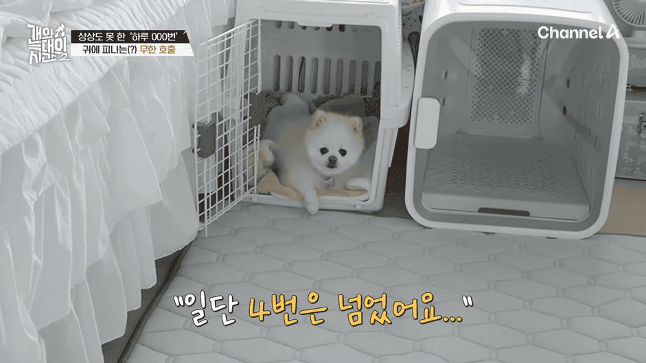 [#개와늑대의시간2] _저 같아도 물 것 같._ 하루에 개를 462번 부르는 보호자!_😨🚨 (귀에 딱지 앉을 듯.)🤕🐕 _ 개와 늑대의 시간2 17회 15-47 screenshot.png