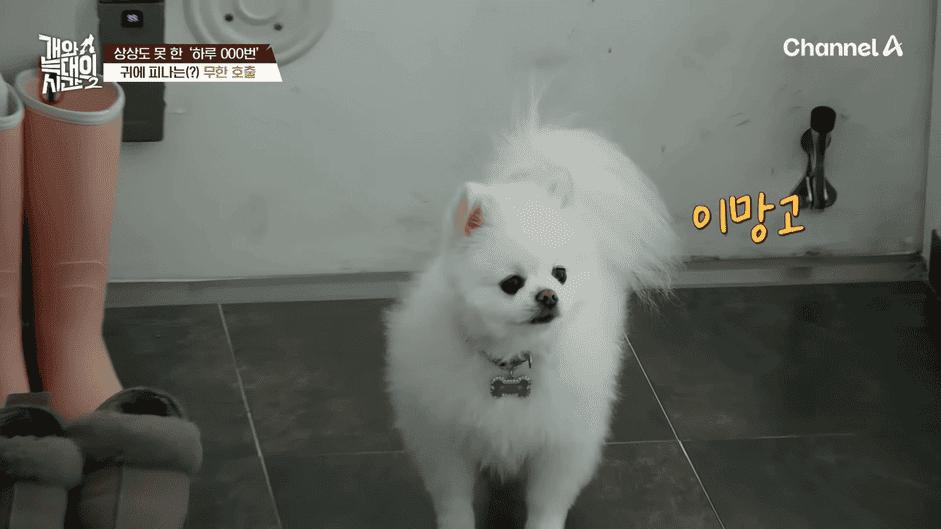 [#개와늑대의시간2] _저 같아도 물 것 같._ 하루에 개를 462번 부르는 보호자!_😨🚨 (귀에 딱지 앉을 듯.)🤕🐕 _ 개와 늑대의 시간2 17회 16-1 screenshot.png