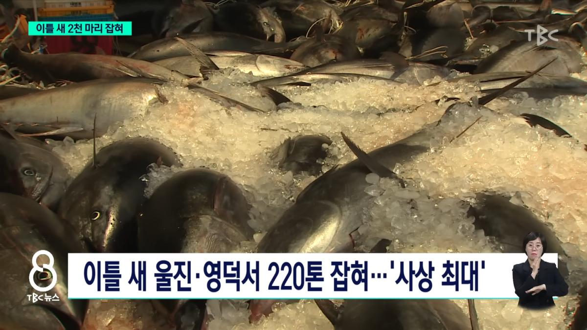 이틀 새 참치 2천 마리 잡혀.사상 최대ㅣTBC뉴스 1-15 screenshot.png