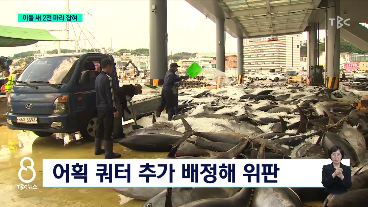 이틀 새 참치 2천 마리 잡혀.사상 최대ㅣTBC뉴스 1-23 screenshot.png