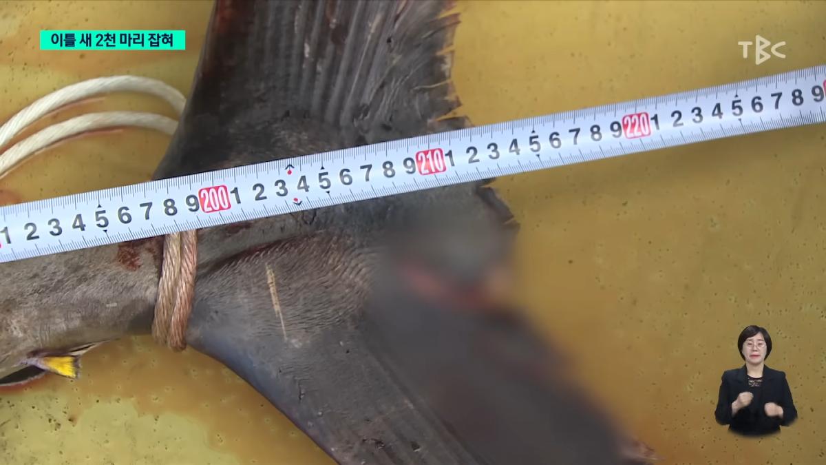 이틀 새 참치 2천 마리 잡혀.사상 최대ㅣTBC뉴스 0-45 screenshot.png