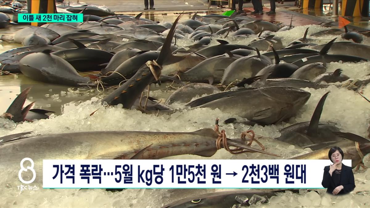 이틀 새 참치 2천 마리 잡혀.사상 최대ㅣTBC뉴스 1-32 screenshot.png