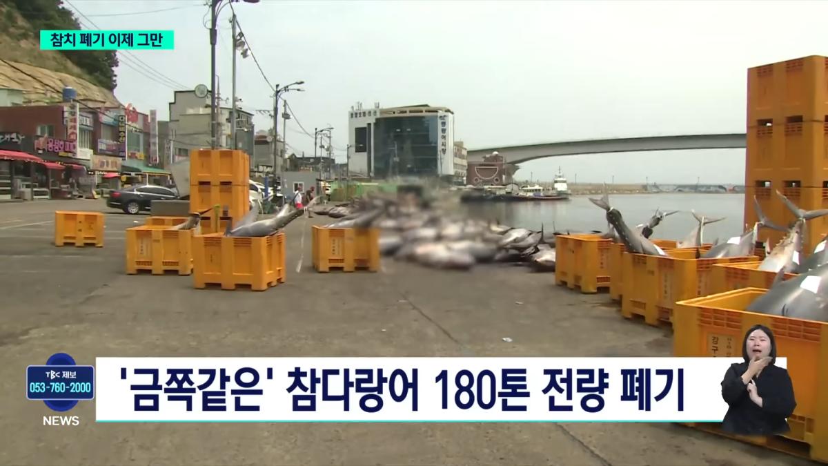 참치 폐기 이제 그만.'신속 유통 체계' 구축ㅣTBC뉴스 0-34 screenshot.png