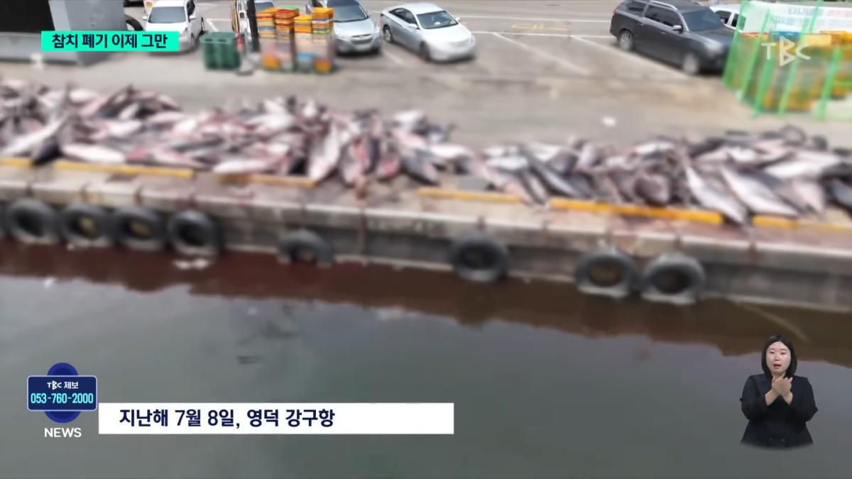 참치 폐기 이제 그만.'신속 유통 체계' 구축ㅣTBC뉴스 0-25 screenshot.png