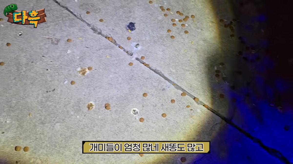 서울역 한복판 바퀴벌레 습격사건!! 뉴스가 사실입니다. 쓸어잡아봤는데 끝이없는데요_ 4-8 screenshot.png