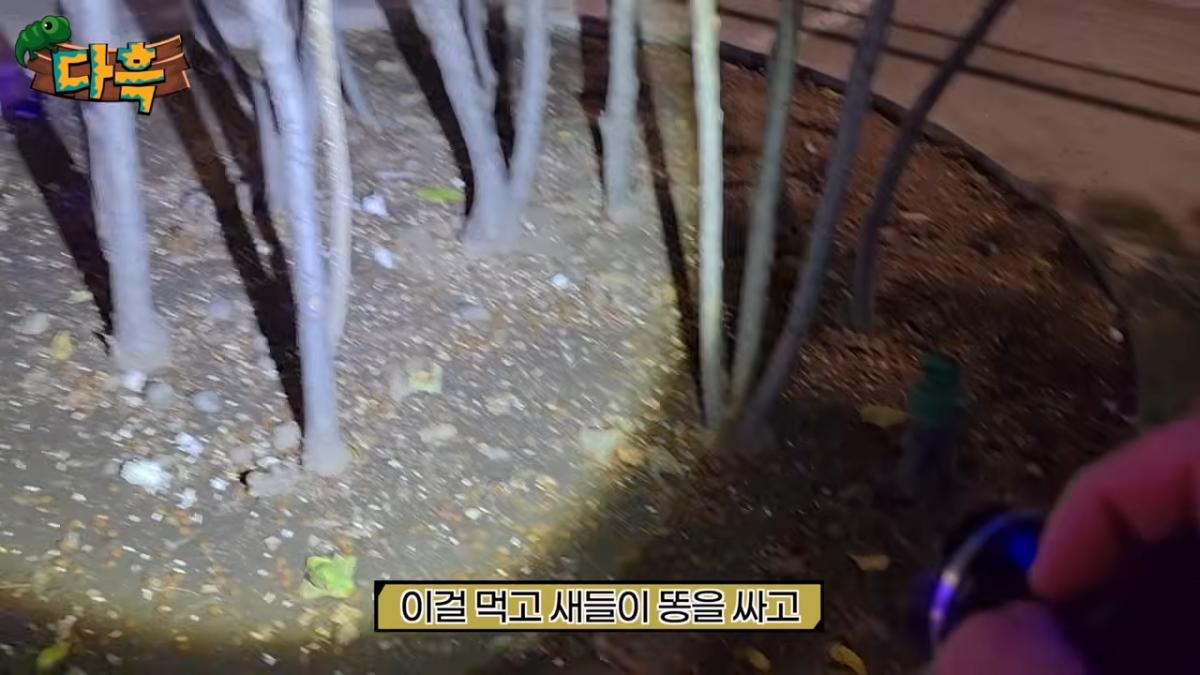 서울역 한복판 바퀴벌레 습격사건!! 뉴스가 사실입니다. 쓸어잡아봤는데 끝이없는데요_ 4-22 screenshot.png