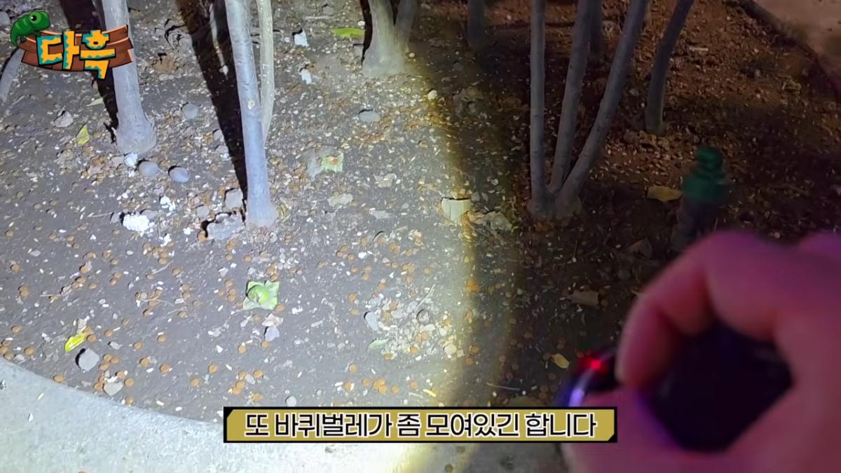 서울역 한복판 바퀴벌레 습격사건!! 뉴스가 사실입니다. 쓸어잡아봤는데 끝이없는데요_ 4-24 screenshot.png