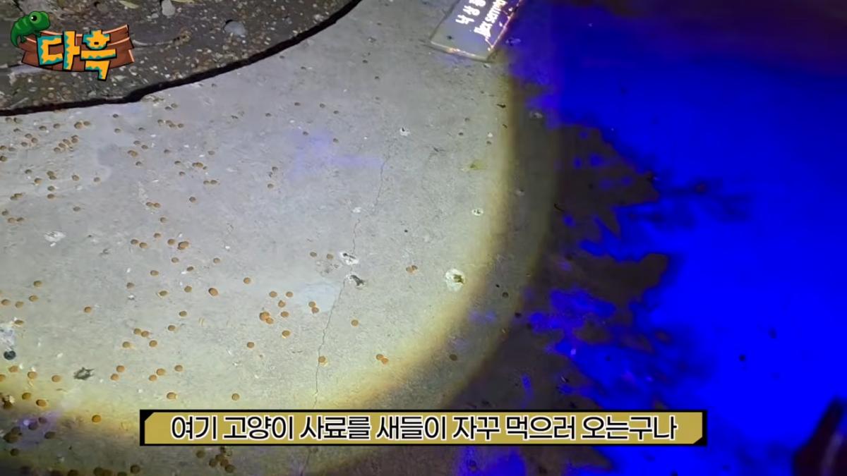 서울역 한복판 바퀴벌레 습격사건!! 뉴스가 사실입니다. 쓸어잡아봤는데 끝이없는데요_ 4-11 screenshot.png