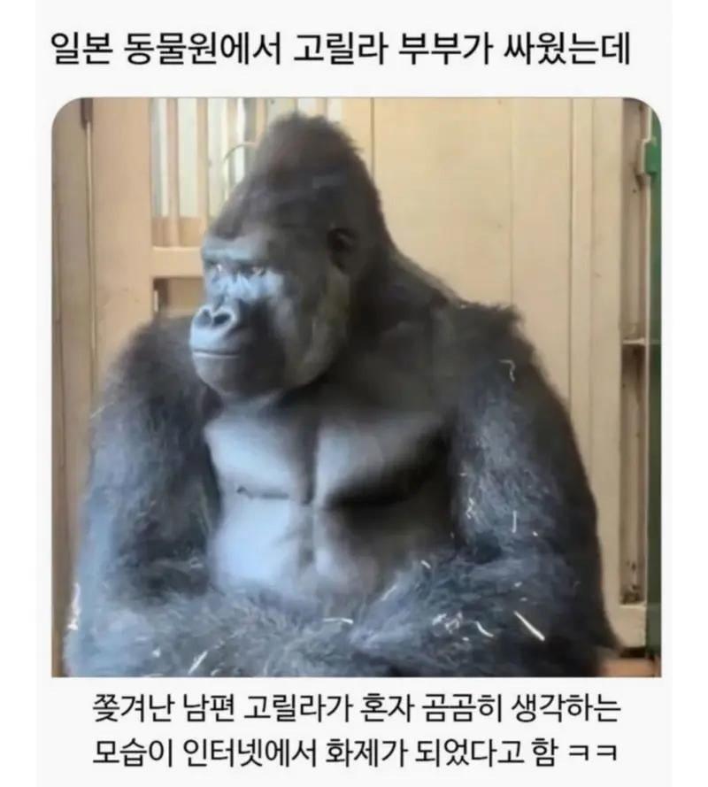 일본 동물원에서 고릴라 부부가 싸웠는데1.jpeg