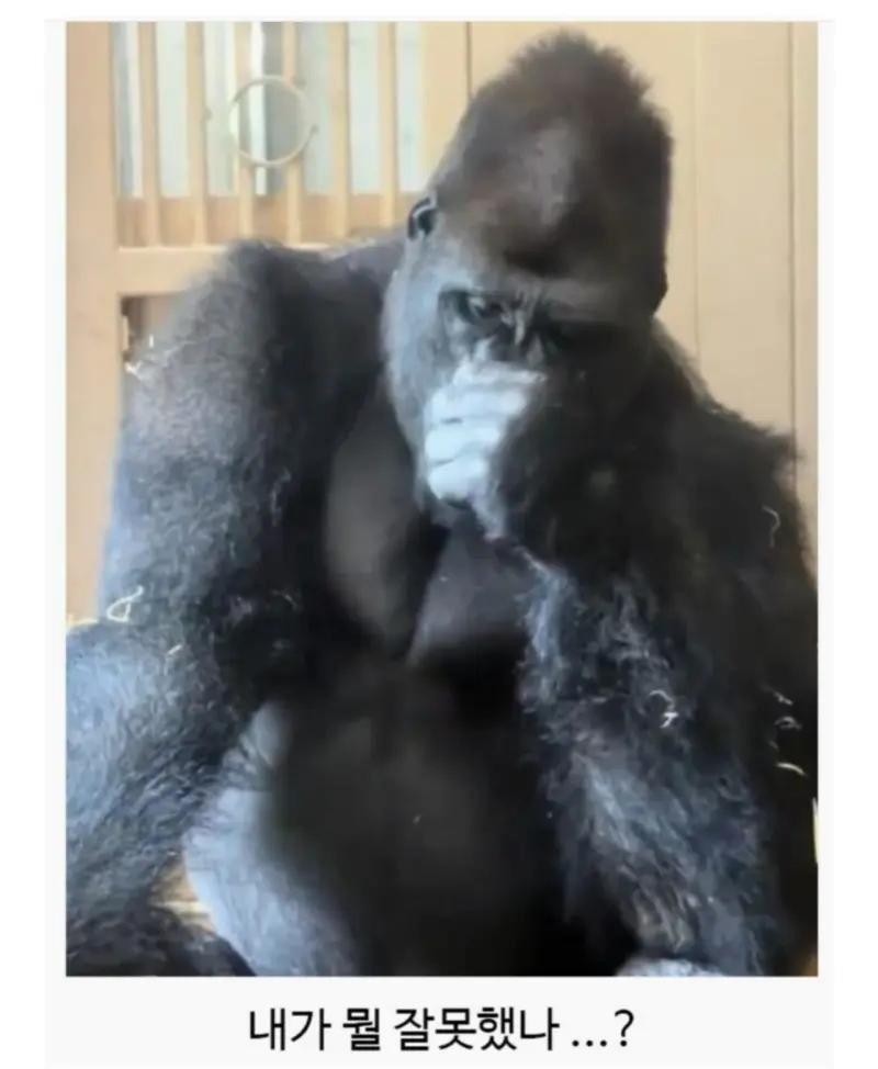일본 동물원에서 고릴라 부부가 싸웠는데2.jpeg