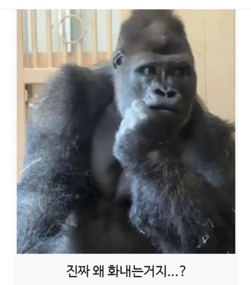 일본 동물원에서 고릴라 부부가 싸웠는데4.jpeg