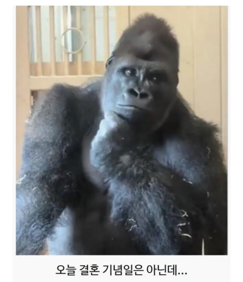 일본 동물원에서 고릴라 부부가 싸웠는데3.jpeg